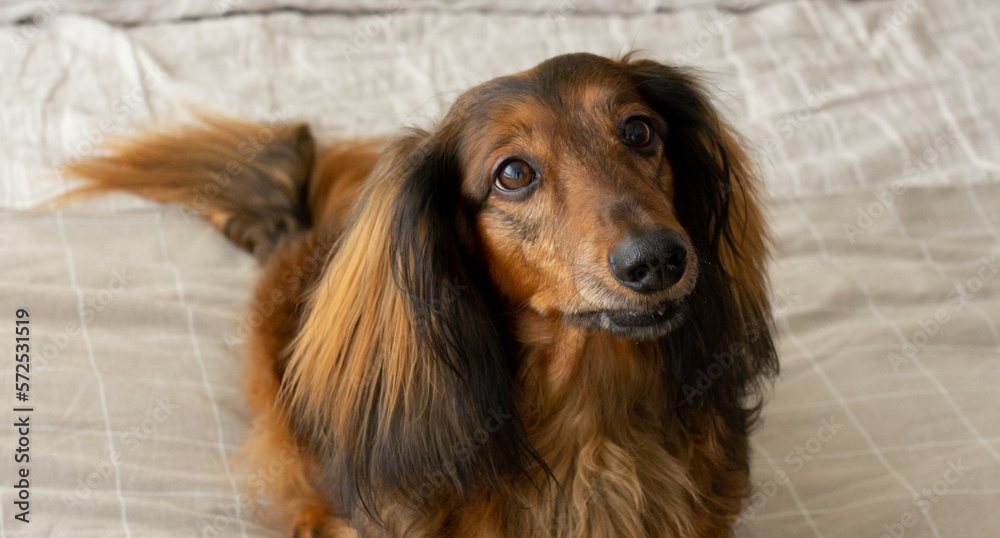 Red long haired dachshund sitting on light bed and looking up Red long haired dachshund sitting on light bed and looking up