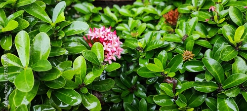 The street is overrun with wild white flowers.