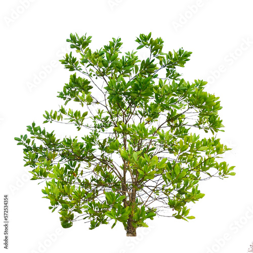 Eucalyptus is a drought tolerant tree. on transparent background png