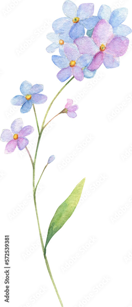 Naklejka premium Forget-me-not watercolor isolated. Spring floral watercolor.