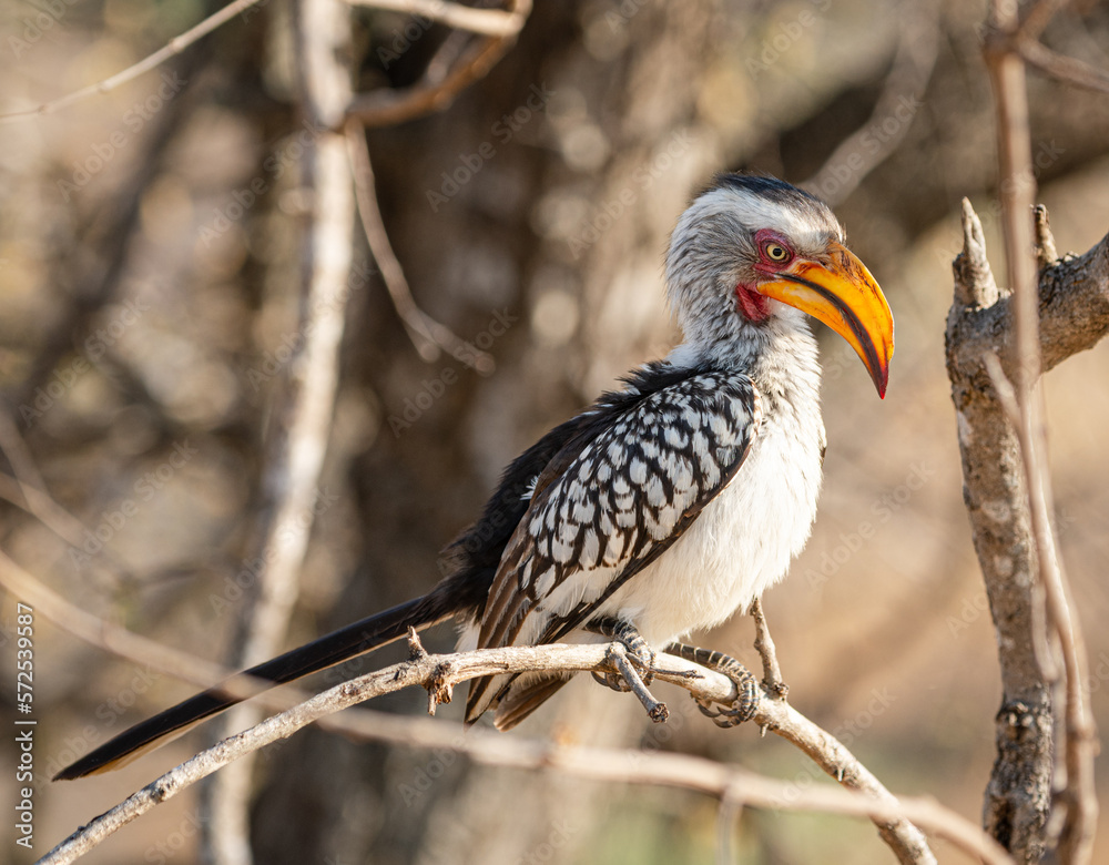 A Southern Yellow Billed Hornbill (Tockus Leucomelas), Kruger National Park, South Africa A Southern Yellow Billed Hornbill (Tockus Leucomelas), Kruger National Park, South Africa