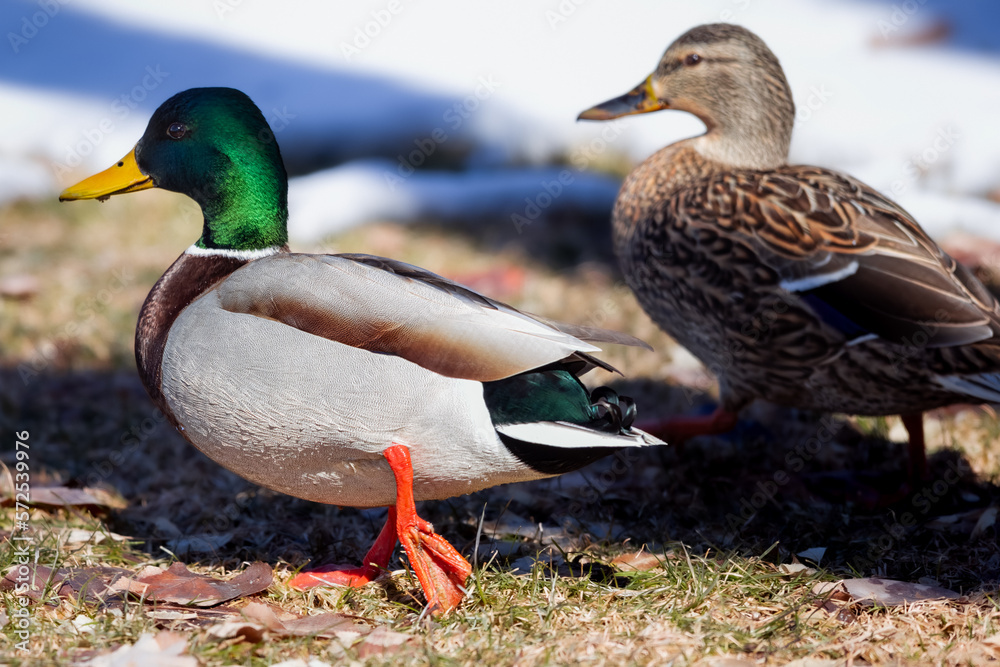 Male and Female Duck Pair Male and Female Duck Pair