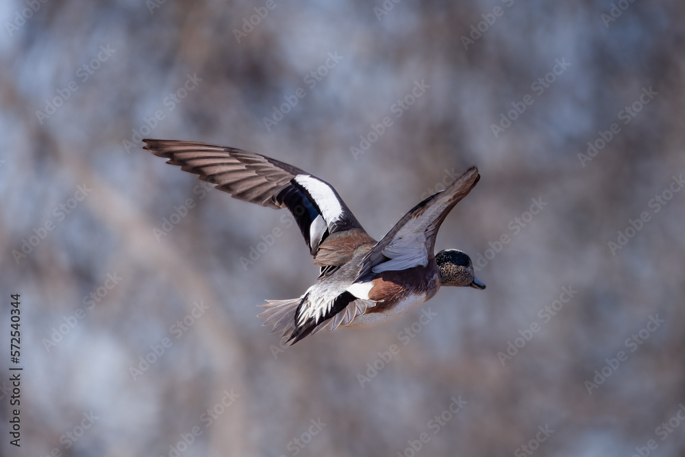 American Widgeon in Flight (duck) American Widgeon in Flight (duck)