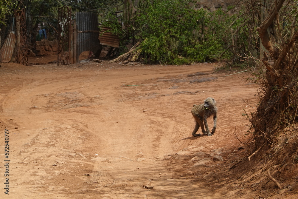 Fototapeta premium Kenya - Nairobi - Baboon in the bush