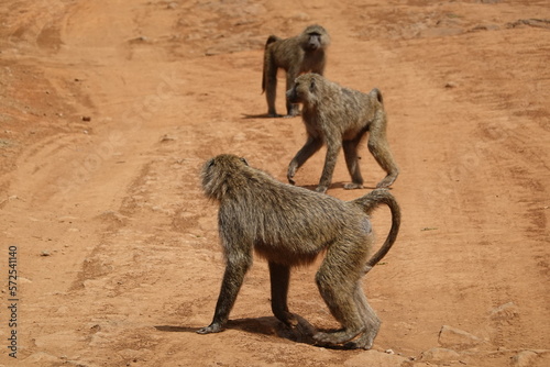 Kenya - Nairobi - Baboon in the bush
