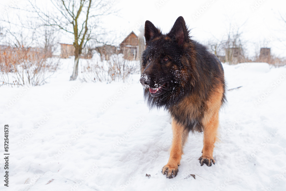 Naklejka premium German shepherd dog is playing in the snow