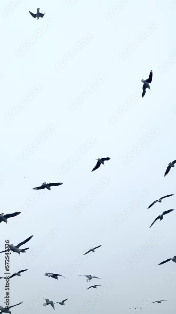 Large number of seagulls flying against sky. Flock of birds flies. Seagulls whirl against of clear sky. Vertical video Large number of seagulls flying against sky. Flock of birds flies. Seagulls whirl against of clear sky. Vertical video
