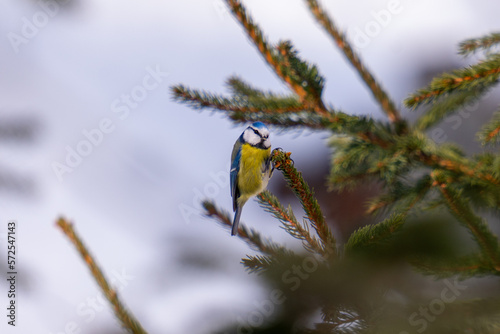 Small colourful bird sitting on top of the tree with natural light and depth