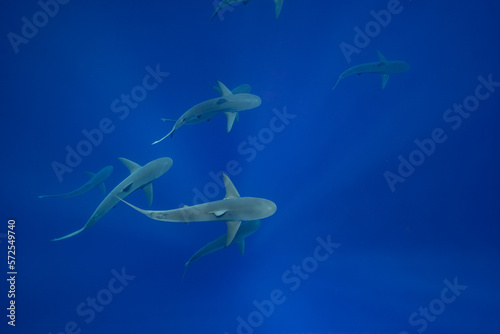 School of Galapagos Sharks in Blue Water Hawaii