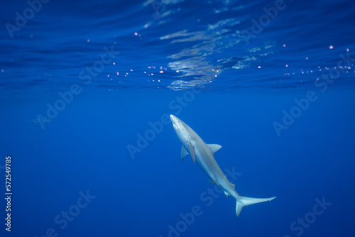 Galapagos Shark Ascending to the Surface photo