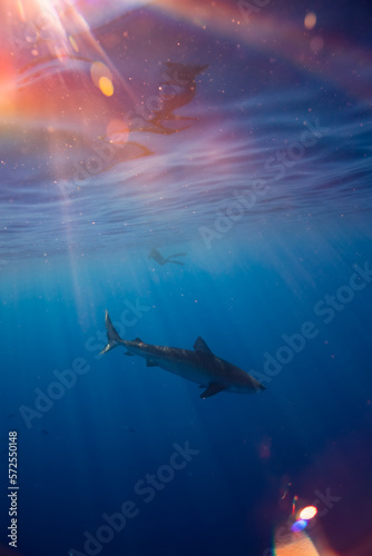 Tiger Shark in a Beautiful Colorful Blue Water Shot © Snappy Sammy