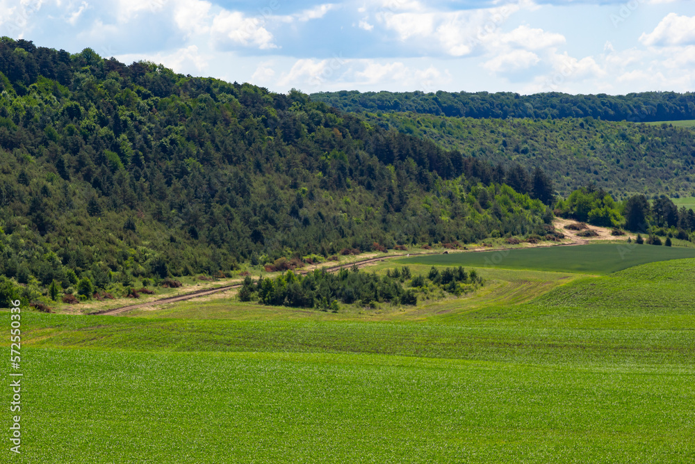 Summer landscape with hilly green field and forest in the distance