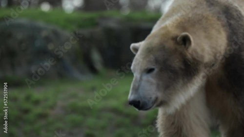 Wallpaper Mural Closeup Of Polar Bear Walking In Slow Motion. Ursus Maritimus. Torontodigital.ca
