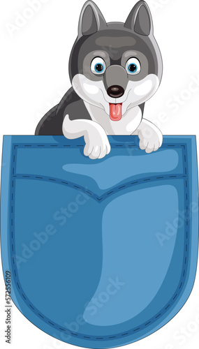 Cartoon siberian husky in the pocket