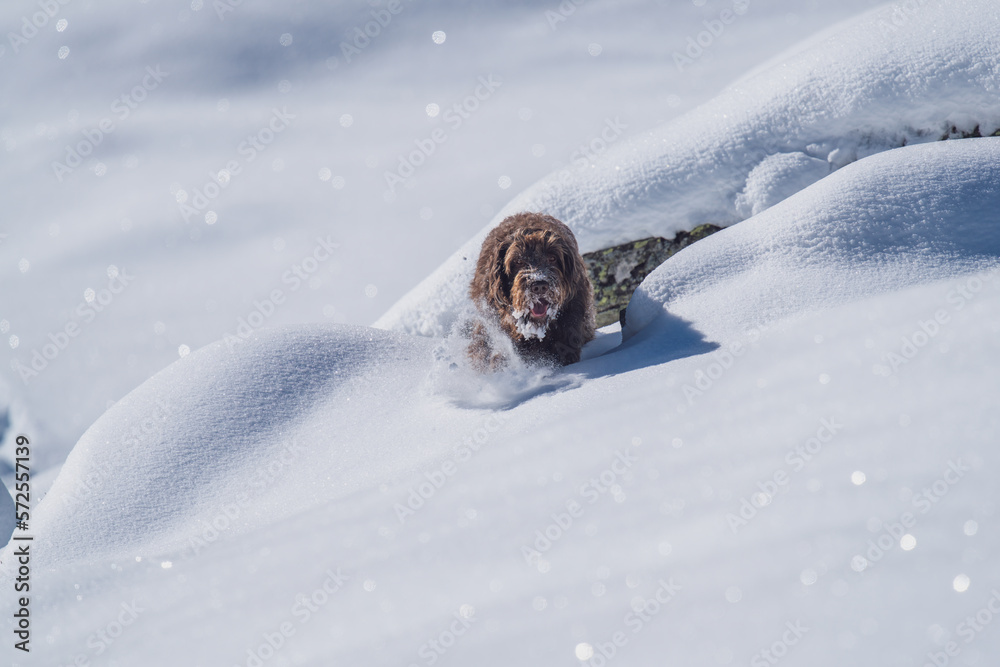 snow walking with the dog, a pudelpointer a hunting dog, on the mountains at a sunny winter day snow walking with the dog, a pudelpointer a hunting dog, on the mountains at a sunny winter day