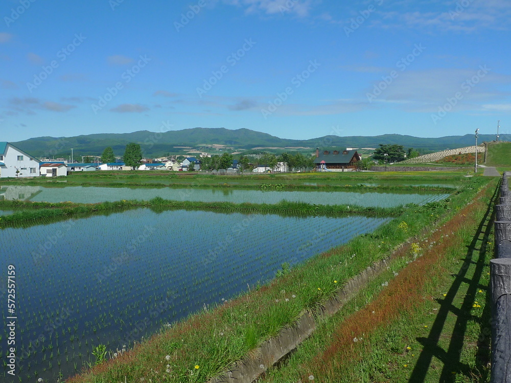 paddy field in Hokkaido, Japan