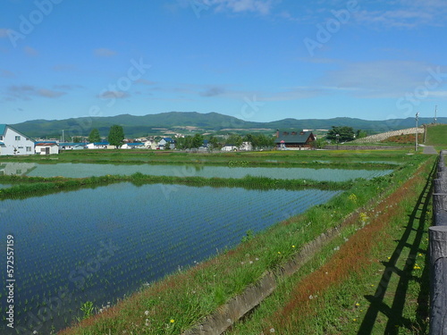 paddy field in Hokkaido, Japan