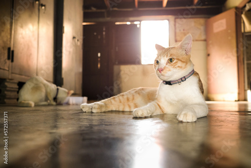 Fototapeta Naklejka Na Ścianę i Meble -  cat on the floor