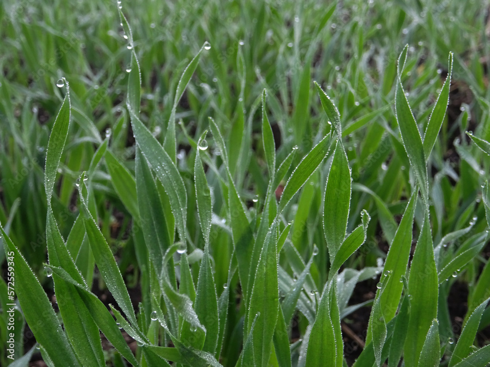 Wheat seedlings in the field close-up, growing a grain crop Wheat seedlings in the field close-up, growing a grain crop