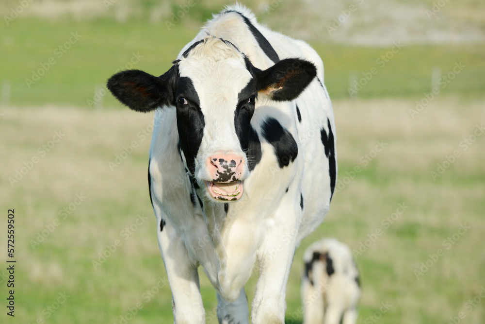 Head from black white cow in front of blue sky. the cow looks funny. Head from black white cow in front of blue sky. the cow looks funny.
