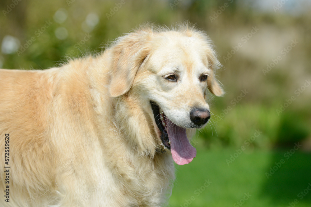 head from the dog golden retriever in the garden