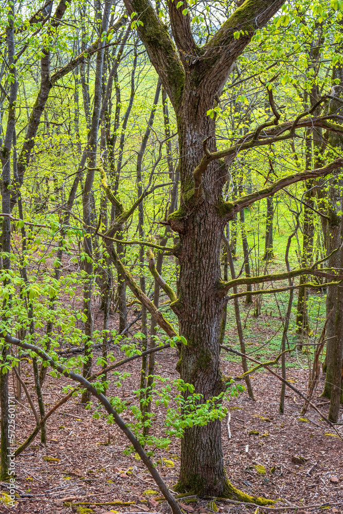 Tree trunk in a lush forest in spring Tree trunk in a lush forest in spring