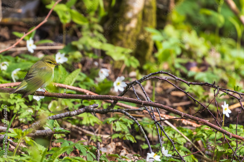 Willow warbler among flowering wood anemones Willow warbler among flowering wood anemones
