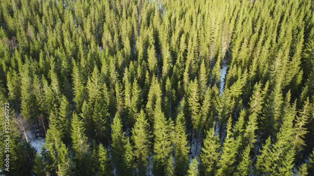 massive pine tree forest in morning sunshine massive pine tree forest in morning sunshine