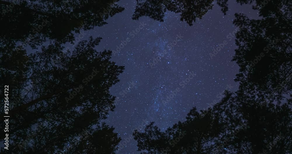 Timelapse of night forest. Starry sky is visible between trees