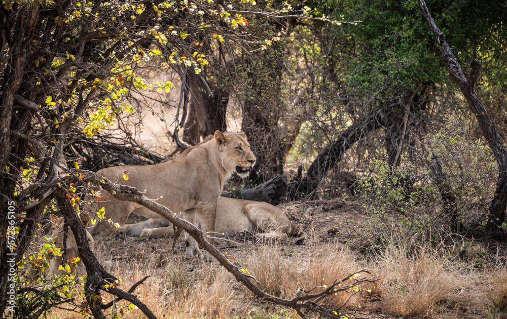 Group of young Lions (Panthera Leo) in Kruger National Park, South Africa Group of young Lions (Panthera Leo) in Kruger National Park, South Africa