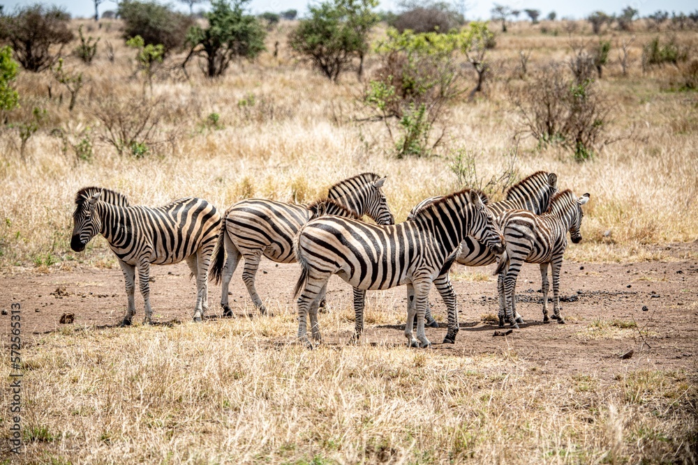 Fototapeta premium Group of Zebras in the Kruger National Park, South Africa