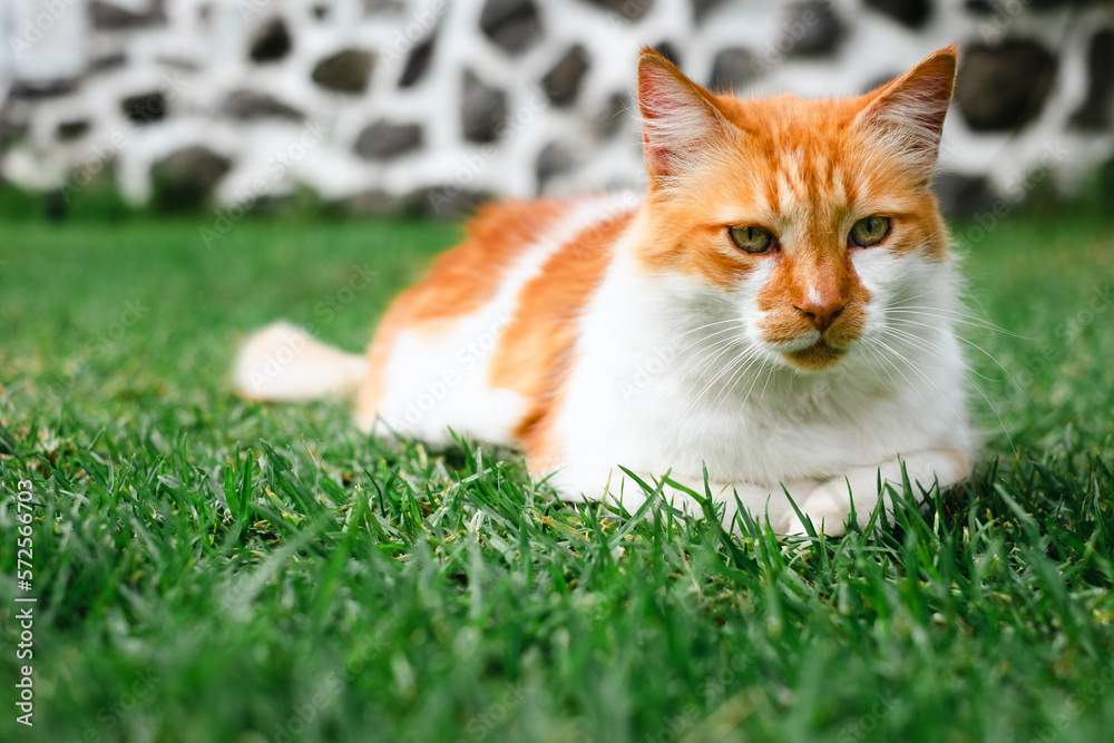 Portrait of a sleepy fluffy orange and white cat lying outdoor in the green meadow