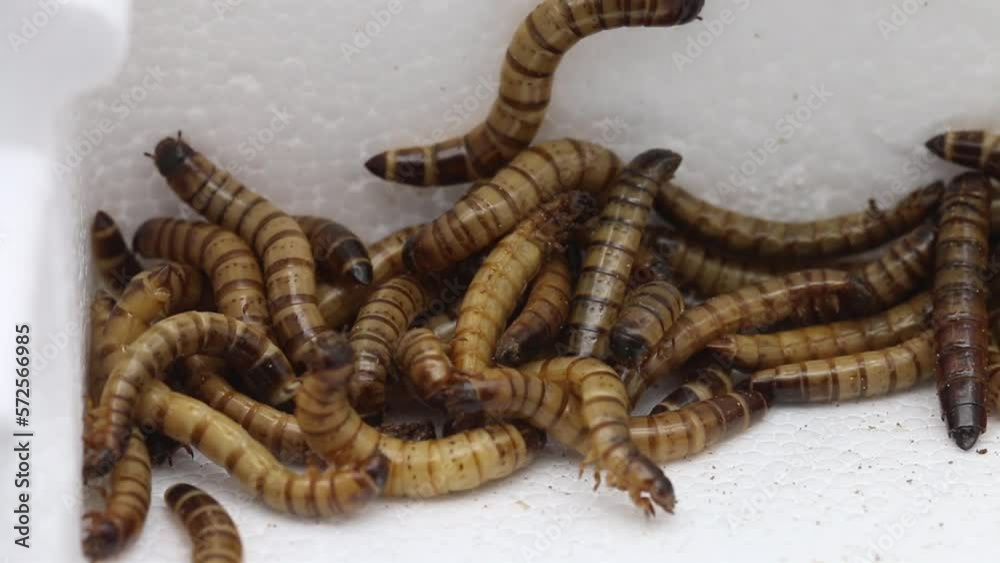 Closeup of a pile of Giant Mealworms, larvae of the Darkling or