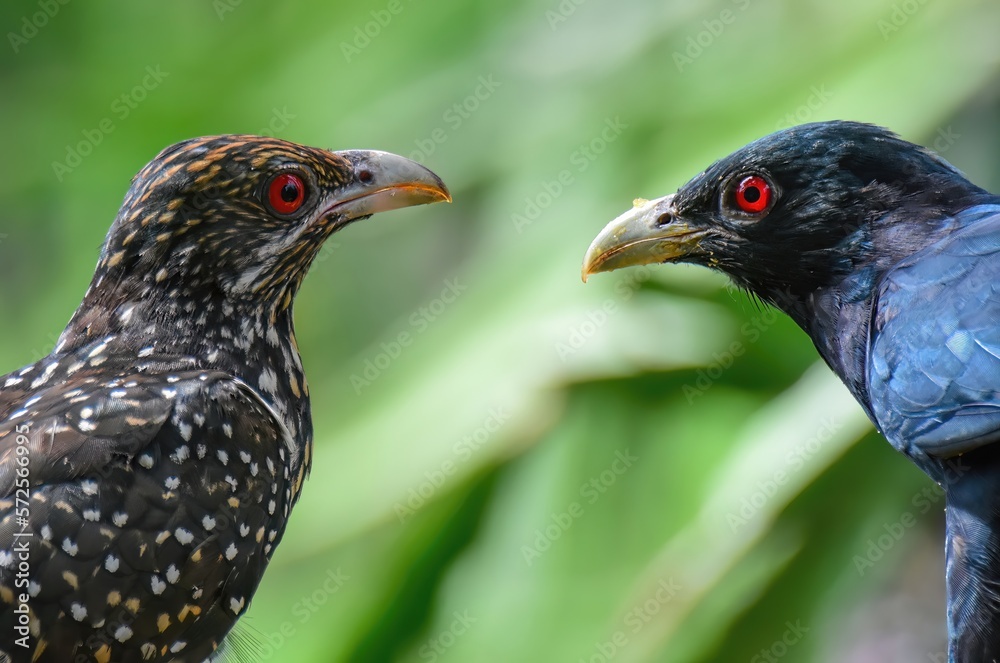 Obraz premium Female and Male Asian Koel or Cuckoo. The Brown and Spotted Indian Cuckow. Beautiful Cuckoo Birds. Close Up Birds.