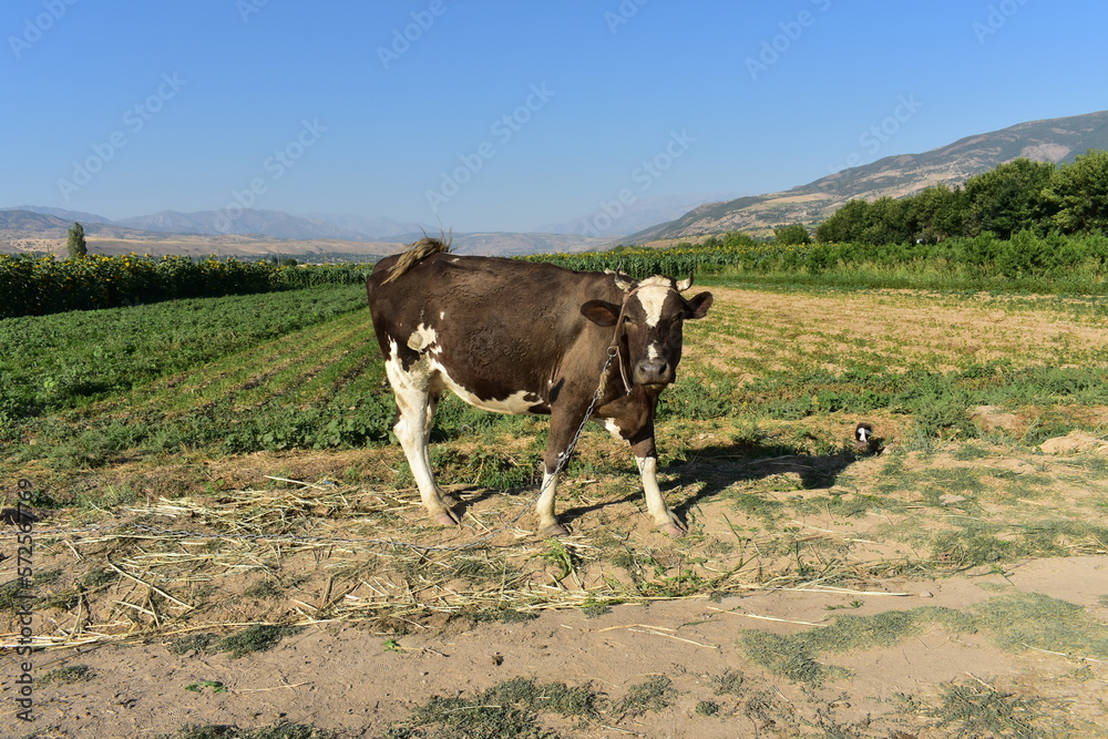 Fototapeta premium Cow in the field garden