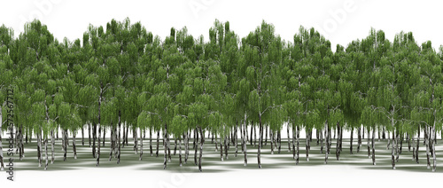 forest line with shadows under the trees, isolated on transparent background, 3D illustration, cg render 