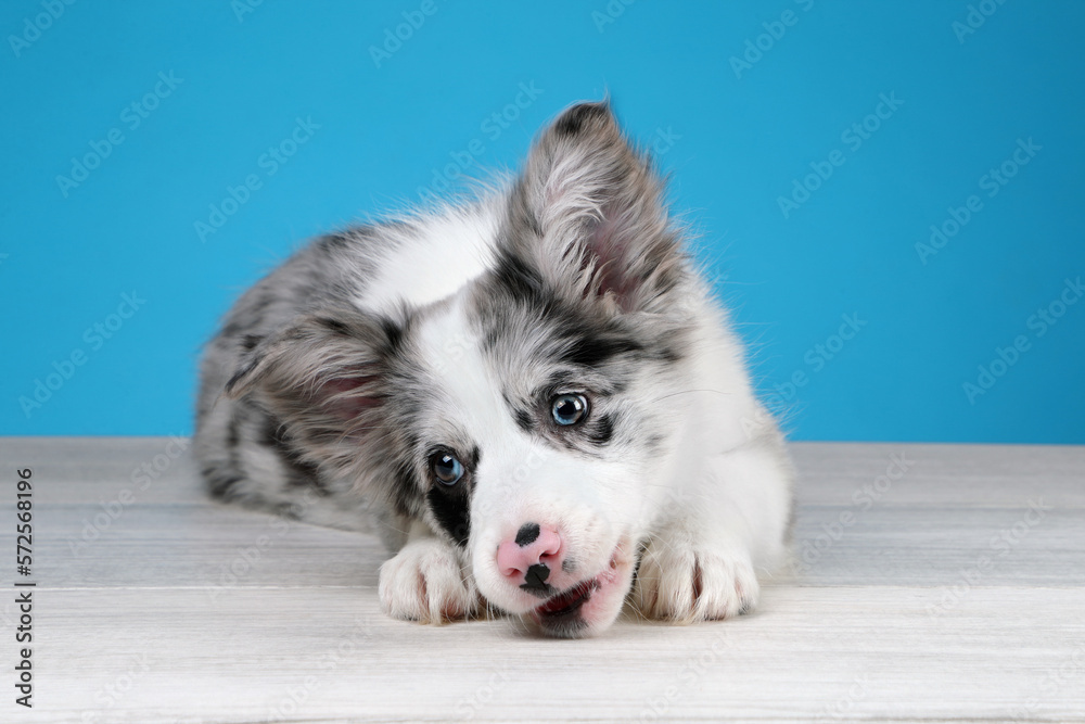 Cute playful border collie puppy on a blue background. funny puppy