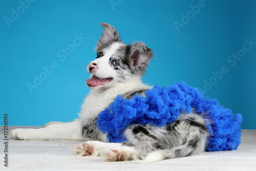Cute playful border collie puppy in a blue skirt. Funny Puppy