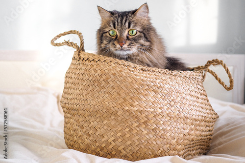 Tabby siberian domestic cat sitting in brown basket on the white blanket on bed photo