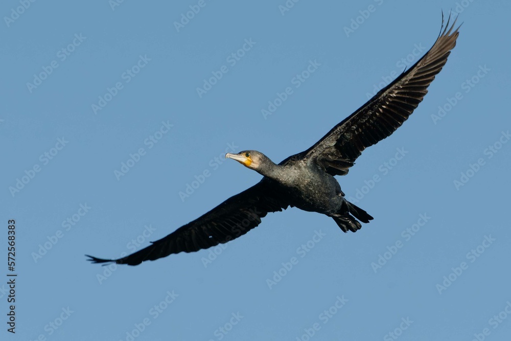 Great Cormorant (Phalacrocorax carbo) in flight Great Cormorant (Phalacrocorax carbo) in flight