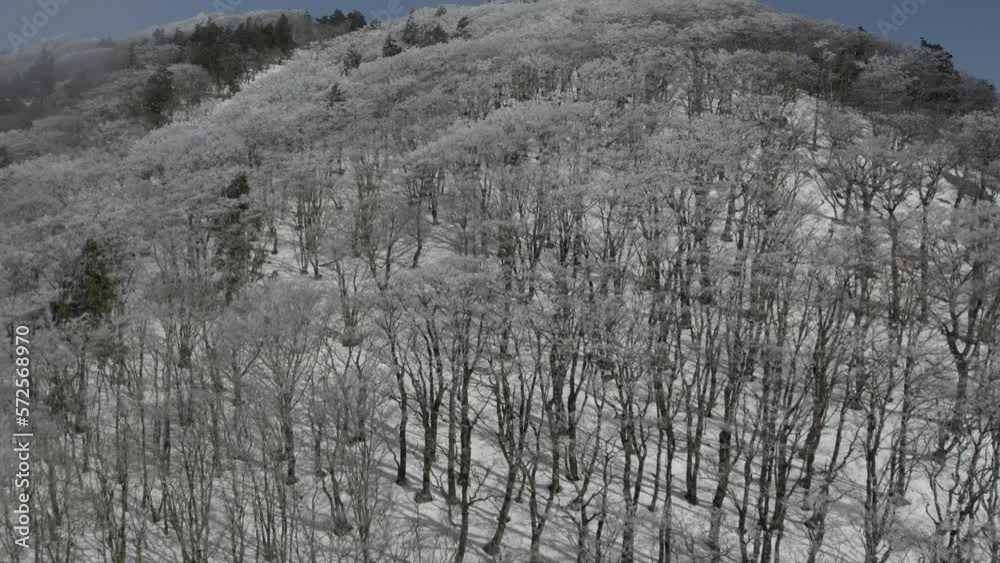 Above the trees covered with snow rime ice in winter, Nara Japan Above the trees covered with snow rime ice in winter, Nara Japan