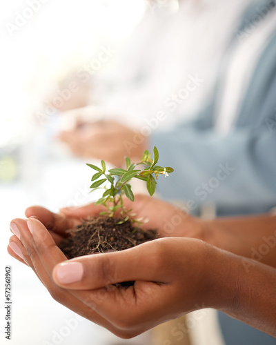 Business growth and plants in hands for eco friendly investment, sustainability or company green startup. Sapling soil, people palm and sustainable development for nonprofit support in climate change