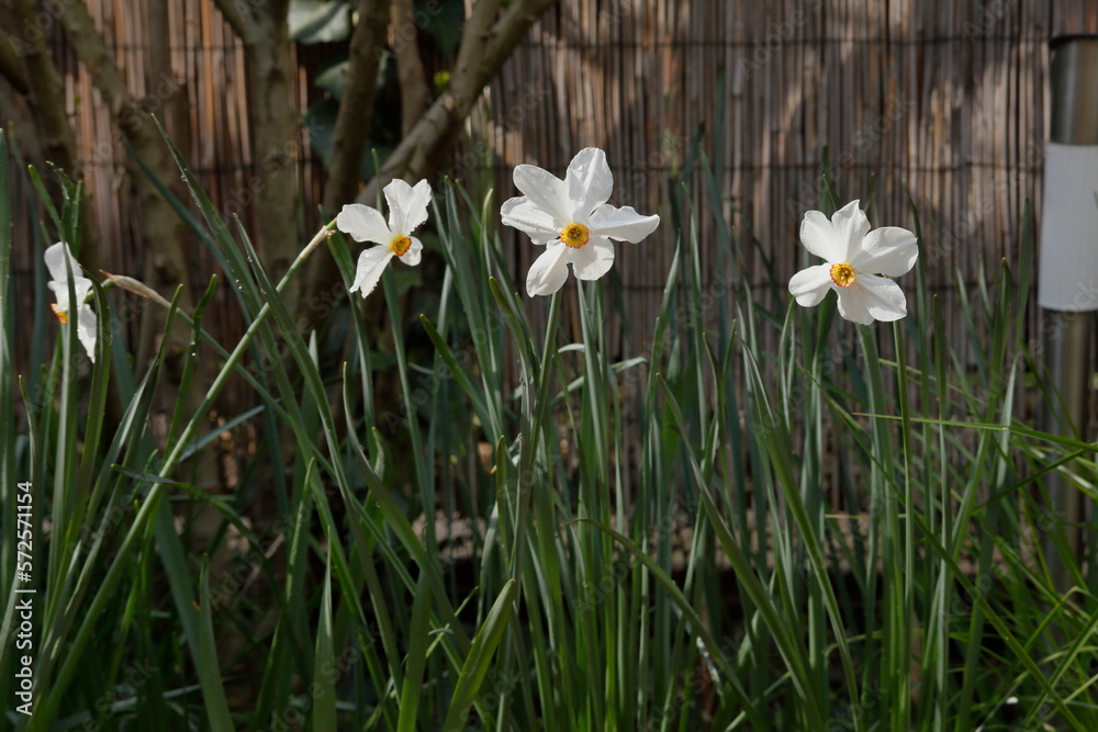 White daffodils on the background of the fence in the garden White daffodils on the background of the fence in the garden