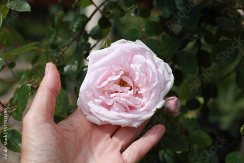 Delicate pink rose flower in the garden in spring