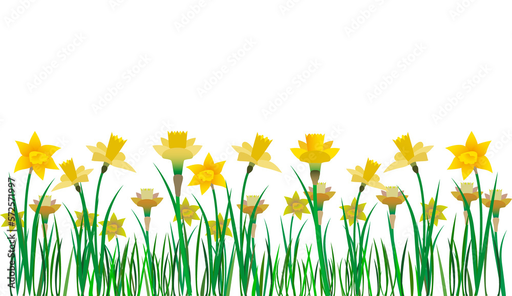 Yellow daffodils, lent-lilies, Narcissus pseudonarcissus. Yellow daffodils, lent-lilies, Narcissus pseudonarcissus.
