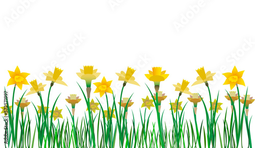 Fototapeta Naklejka Na Ścianę i Meble -  Yellow daffodils, lent-lilies, Narcissus pseudonarcissus. 