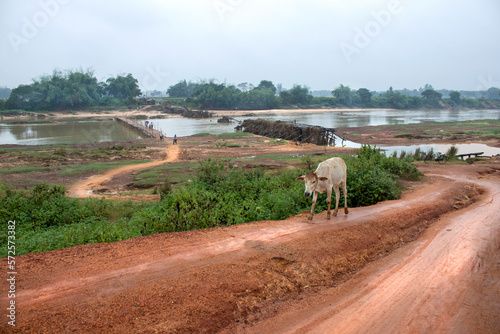 Cattles are coming out from the field of Shilabati bank  photo