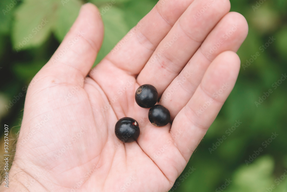 Hand of man holding three black currant berries, Tikhvin, Saint Petersburg, Russia Hand of man holding three black currant berries, Tikhvin, Saint Petersburg, Russia