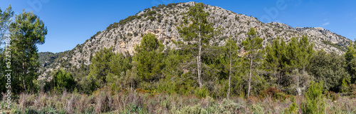 Mediterranean undergrowth vegetation in Coma dels Cairats, Son Moragues public estate, Valldemossa, Majorca, Balearic Islands, Spain photo