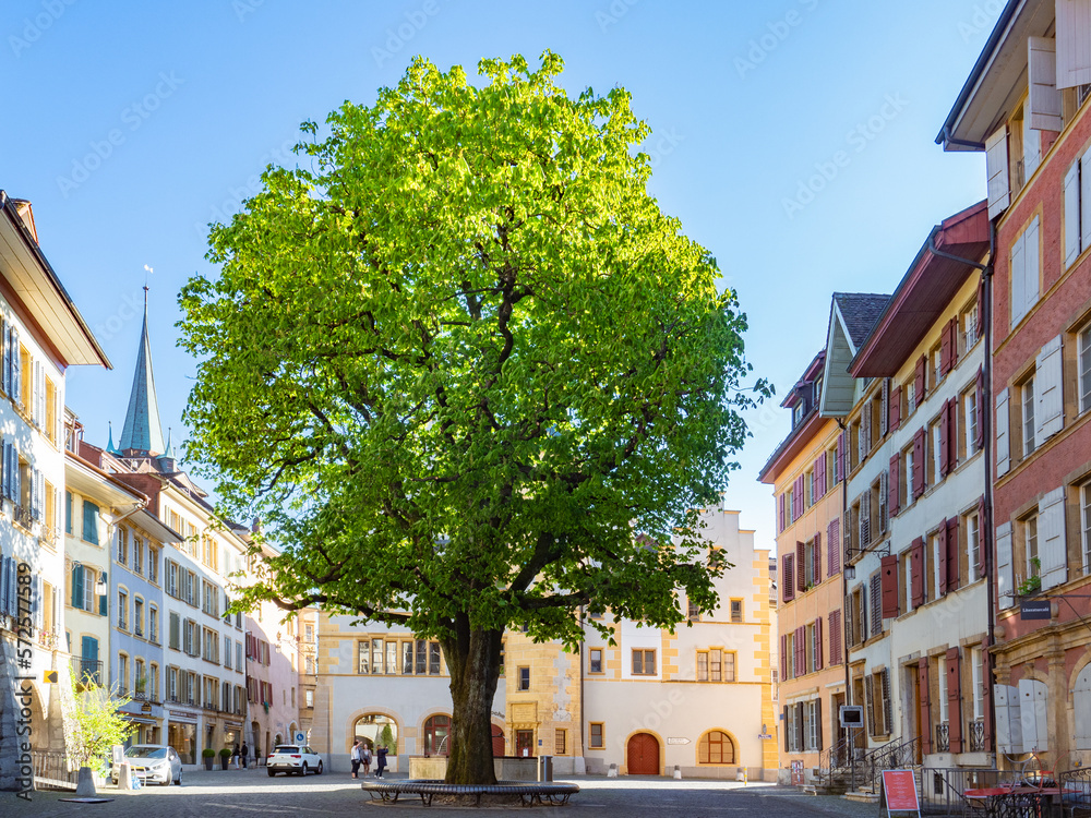 Biel, Switzerland - April 16th 2022: Wonderful green tree in the historic city centre. - obrazy, fototapety, plakaty 